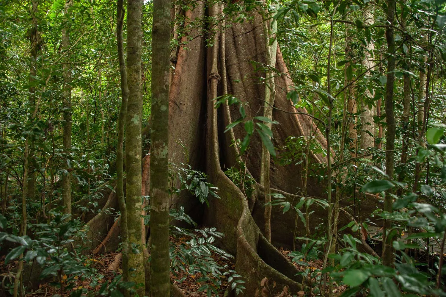 Imbil State Forest